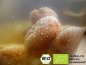 Preview: Wollen Sie Bio Kombucha, Wasserkefir (Japankristalle) und Ginger Root Beer mit diesen exklusiven Bio Aprikosen herstellen und verfeinern? Hier getrocknete bio Aprikosen online kaufen