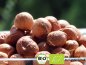 Preview: Would you like to refine milk kefir muesli with these exclusive organic hazelnuts. Here you can buy organic hazel, filbert online