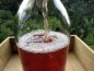 Preview: Fresh delicious organic water kefir [flavor soured cherry] - the finished drink - just order - open and enjoy :-) For everyone who doesn't feel like it or doesn't have time and just wants to enjoy this delicious sparkling water. Buy water kefir online her