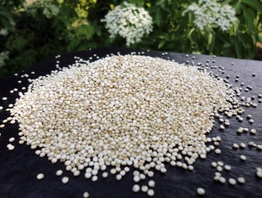 Organic quinoa - 500g