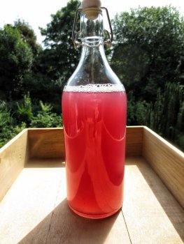 Would you like to enjoy delicious kombucha tea at home? Live organic kombucha tea from real living kombucha cultures with blueberry flavour