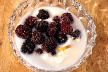With this organic yogurt ferment you can easily make fresh, tasty Bulgarian yoghurt yourself - the simplest yogurt production - guarantee of success - instructions and recipes free - secure order - buy organic yogurt culture, order organic yogurt cultures