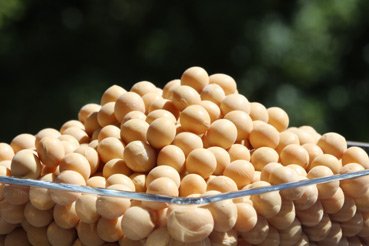 Organic Soybeans