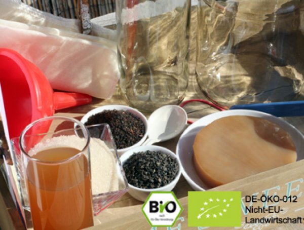 Leckeren Bio Kombucha | Teepilz Getränk Drink mit Hilfe von echten Kombuchapilzenzu Hause selber machen und von der positiven Wirkung profitieren.